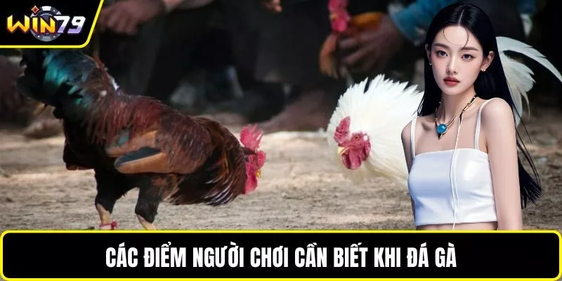 Các điểm người chơi cần biết khi đá gà
