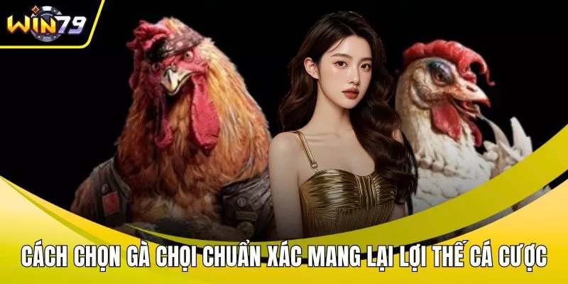 Cách chọn gà chọi