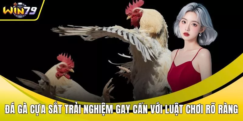 Đá gà cựa sắt