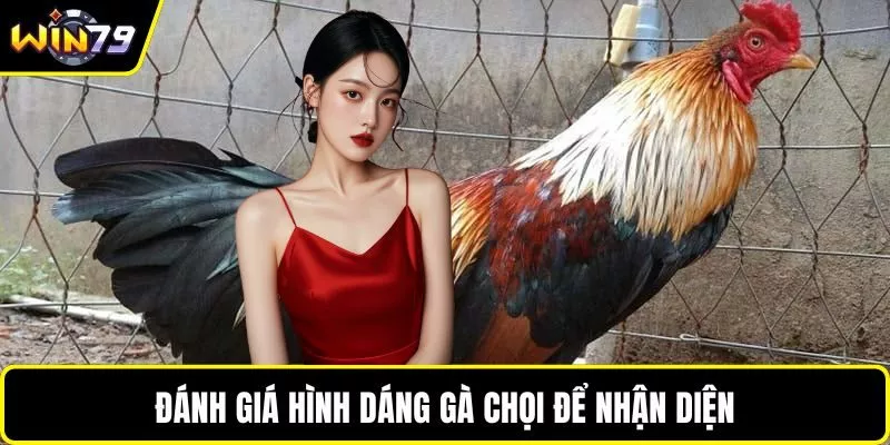 Đánh giá hình dáng gà chọi để nhận diện