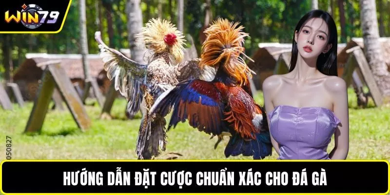 Hướng dẫn đặt cược chuẩn xác cho đá gà