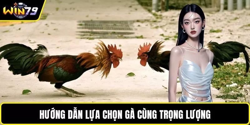 Hướng dẫn lựa chọn gà cùng trọng lượng
