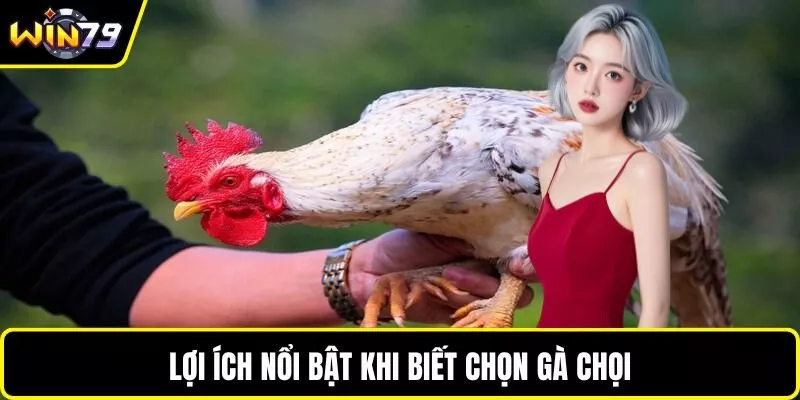Lợi ích nổi bật khi biết chọn gà chọi