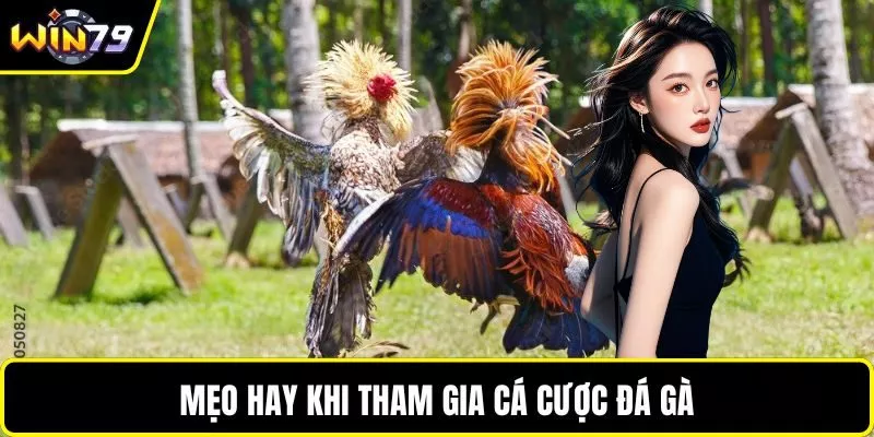 Mẹo hay khi tham gia cá cược đá gà