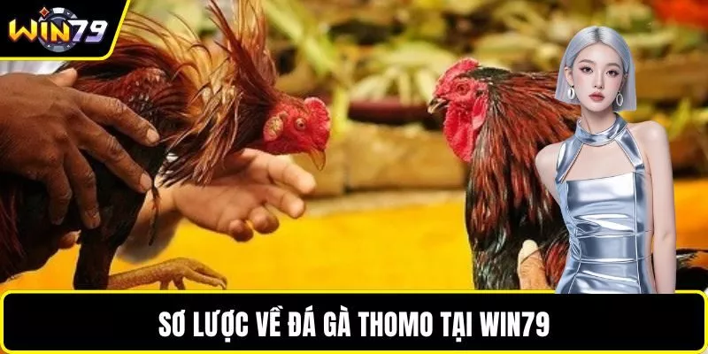 Sơ lược về đá gà thomo tại WIN79