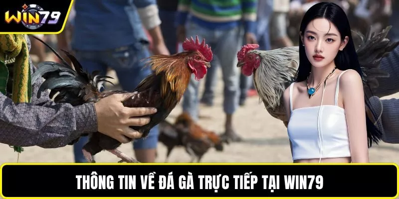 Thông tin về đá gà trực tiếp tại WIN79