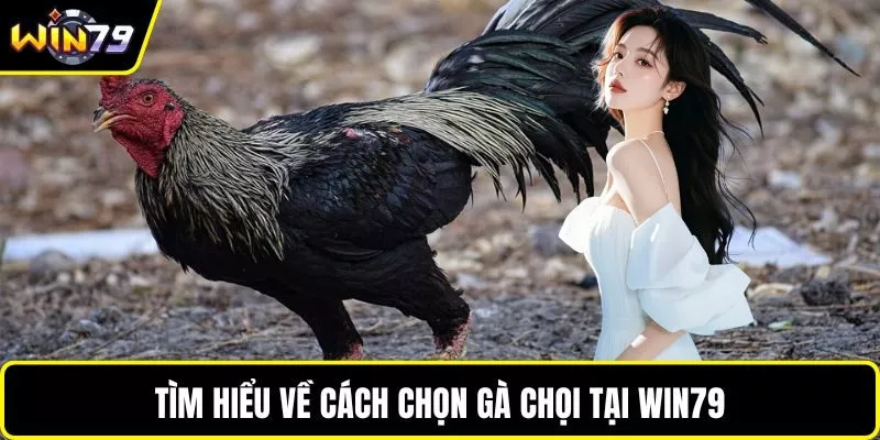 Tìm hiểu về cách chọn gà chọi tại WIN79