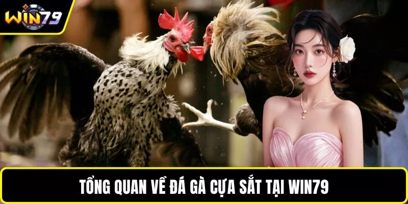 Tổng quan về đá gà cựa sắt tại WIN79